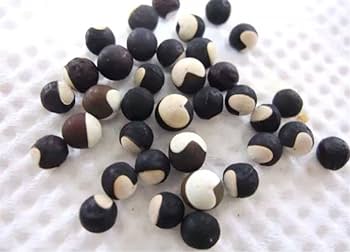 ふうせんかずら種　100粒 Amazon.co.jp: フウセンカズラの種200粒 ふうせんかずら 緑の